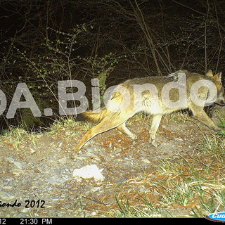 La Regione sta lavorando per riordinare le norme per i danni causati dai lupi La Regione sta lavorando per riordinare le norme per i danni causati dai lupi