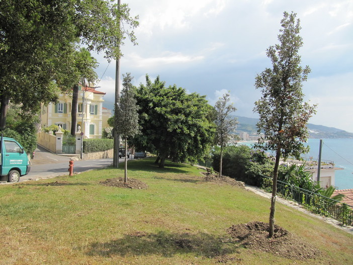Sanremo: nuovi alberi di leccio alti 3 metri in zona 'Punta Belvedere' in frazione Bussana Sanremo: nuovi alberi di leccio alti 3 metri in zona 'Punta Belvedere' in frazione Bussana