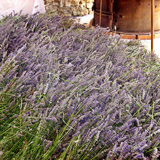 L’Amministrazione di Villanova d’Albenga (Sv) ha deliberato l’ingresso nel Territorio della Lavanda della Riviera dei Fiori L’Amministrazione di Villanova d’Albenga (Sv) ha deliberato l’ingresso nel Territorio della Lavanda della Riviera dei Fiori