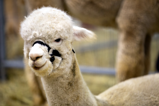 Petsfestival 2023 presenta l’international ‘Llama &amp; Alpaca Show’: nel weekend a Cremona