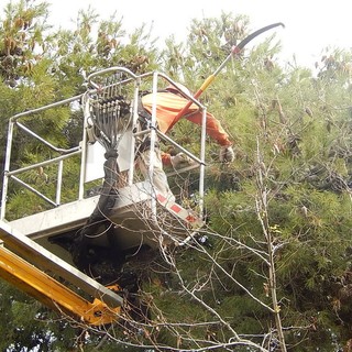 Giardinieri comunali di Sanremo all'opera contro la processionaria dei pini, le raccomandazioni