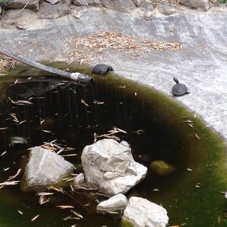 Sanremo: tartarughine 'abbandonate' a Villa Ormond, la segnalazione indignata di una lettrice