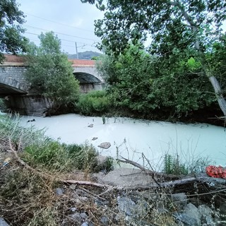Liquame biancastro nell'Oasi del Nervia, i volontari: “Grave sversamento, il danno ambientale è incalcolabile" (Foto) Liquame biancastro nell'Oasi del Nervia, i volontari: “Grave sversamento, il danno ambientale è incalcolabile" (Foto)