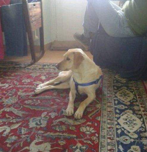 Imperia: ritrovata Betty, femmina meticcia di Labrador che era stata smarrita in corso Roosvelt Imperia: ritrovata Betty, femmina meticcia di Labrador che era stata smarrita in corso Roosvelt