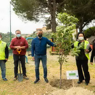 Piantati gli ultimi due alberi a Castellaro e Costarainera: termina il bel progetto del Lions Riva Santo Stefano che ha coinvolto 10 comuni