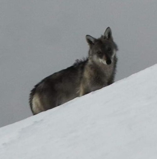Sua Maestà il Lupo fotografato sulle nevi di Cima Marta al confine tra Liguria e Francia