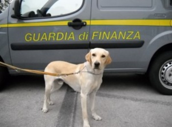 Ventimiglia: un Labrador che fiuta il denaro a disposizione della Guardia di Finanza