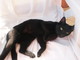Sanremo: la gattina Lulu ha urgentemente bisogno di avere una casa