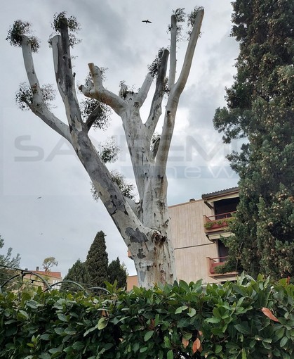 Sanremo: eucaliptus potato in via Scoglio, Senese "L'intervento sul mio è servito a salvarlo!" Sanremo: eucaliptus potato in via Scoglio, Senese "L'intervento sul mio è servito a salvarlo!"