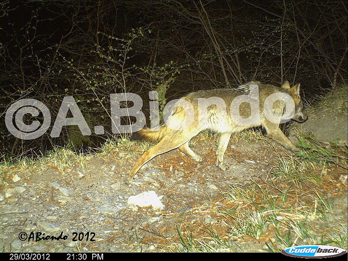 La Regione sta lavorando per riordinare le norme per i danni causati dai lupi La Regione sta lavorando per riordinare le norme per i danni causati dai lupi