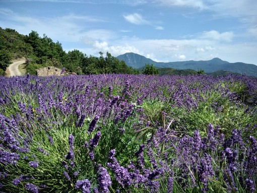 Ventimiglia: nasce l'idea dell'Antico Sentiero della Lavanda in collaborazione con Airole e Olivetta San Michele