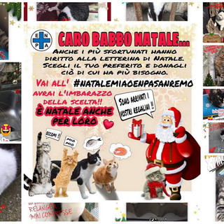 Sanremo: anche i gattini ospitati al rifugio Enpa scrivono la loro 'letterina' a Babbo Natale (Foto)