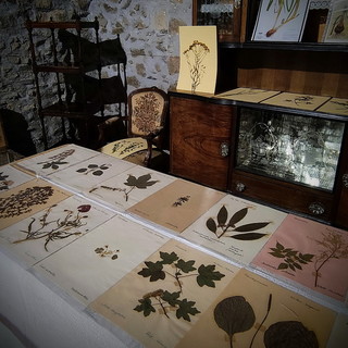 Bajardo: domani mattina durante 'Antica... mente' l'inaugurazione de 'L'Erbario di Marco Damele' Bajardo: domani mattina durante 'Antica... mente' l'inaugurazione de 'L'Erbario di Marco Damele'