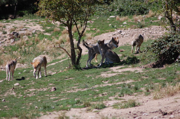 Danni all'agricoltura provocati da animali selvatici, ancora un altro contributo della lettrice Monica