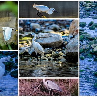 Primavera tempo di fioriture, ma anche di migrazioni... ecco gli aironi alla foce dei torrenti Merula (Andora) e Steria (Cervo)