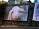 Mancano 10 giorni alla Pasqua: a Sanremo compaiono i manifesti contro il consumo di agnelli