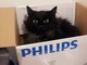 Sanremo: la gatta Maki ha trovato una casa tutta per lei