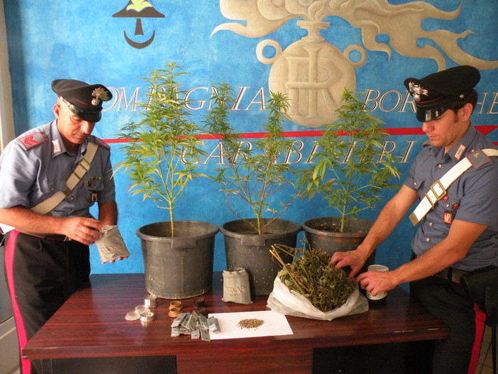 Sanremo: 32enne sorpreso in casa con tre piante di marijuana sul terrazzo Sanremo: 32enne sorpreso in casa con tre piante di marijuana sul terrazzo