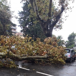 Ventimiglia: forte vento questa mattina, crolla un albero in via Roma e vola via qualche tenda Ventimiglia: forte vento questa mattina, crolla un albero in via Roma e vola via qualche tenda