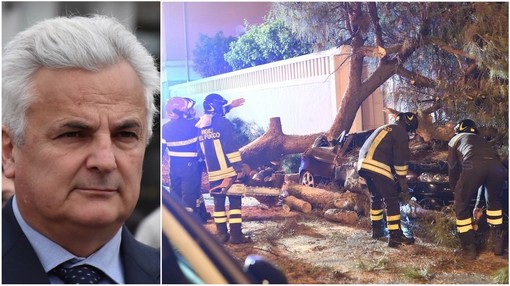 Albero caduto a Sanremo: l'assessore Menozzi "Il pino non mostrava problematiche esterne" Albero caduto a Sanremo: l'assessore Menozzi "Il pino non mostrava problematiche esterne"