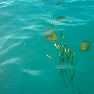 Ventimiglia: sfiorata da una medusa alla Baia Benjamin, 38enne lievemente ferita