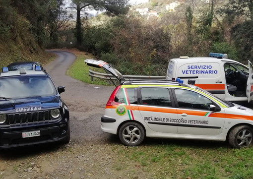 Imperia, la Leidaa commenta l’entrata in vigore della Legge Brambilla sulla tutela degli animali