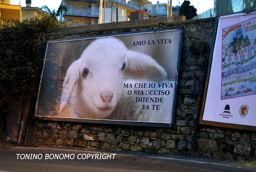 Mancano 10 giorni alla Pasqua: a Sanremo compaiono i manifesti contro il consumo di agnelli