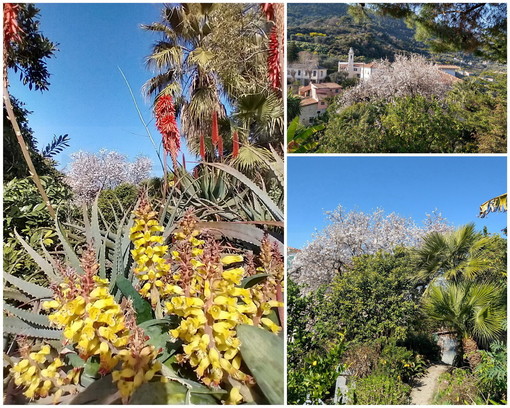 Ventimiglia: uno splendido mandorlo centenario nel giardino di un nostro lettore, le immagini