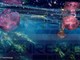Cervo: sulla costa invasione di meduse della specie Pelagia Noctiluca, le foto subacquee di Marcello Nan