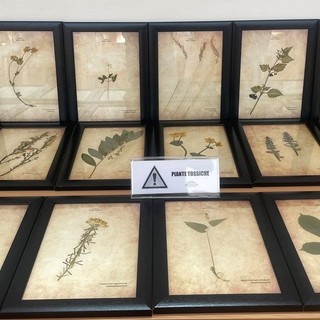 Sanremo: ultimi giorni per visitare la mostra “Mondo vegetale, opere d'arte viventi. Erbe ed erbari” Sanremo: ultimi giorni per visitare la mostra “Mondo vegetale, opere d'arte viventi. Erbe ed erbari”