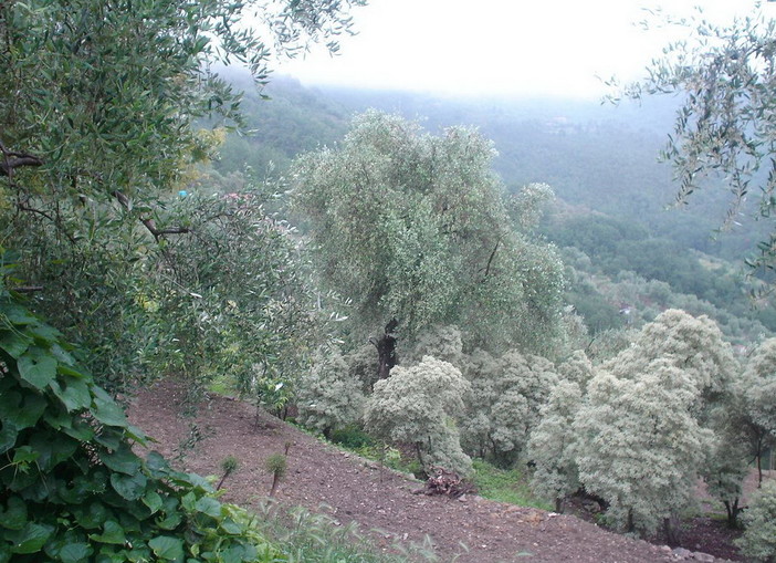 Furti notturni di olive nell'entroterra di Imperia: il preoccupato intervento di Fulvio Giribaldi (FdI-An)