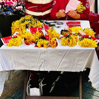 Sanremo: domani la Croce Rossa della città dei fiori distribuirà la mimosa simbolo delle donne Sanremo: domani la Croce Rossa della città dei fiori distribuirà la mimosa simbolo delle donne