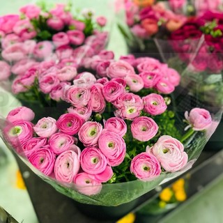 Giovani e terreni in disuso: 'Ricoltiviamo' rilancia la floricoltura imperiese, idea dei tre Rotary della nostra provincia