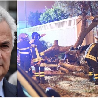 Albero caduto a Sanremo: l'assessore Menozzi "Il pino non mostrava problematiche esterne"