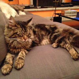 Sanremo: smarrito in via Padre Semeria un gatto Maine Coon, l'appello del proprietario