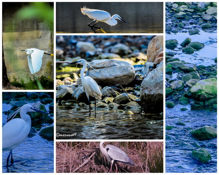 Primavera tempo di fioriture, ma anche di migrazioni... ecco gli aironi alla foce dei torrenti Merula (Andora) e Steria (Cervo)