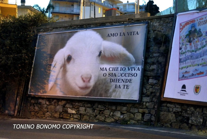Mancano 10 giorni alla Pasqua: a Sanremo compaiono i manifesti contro il consumo di agnelli