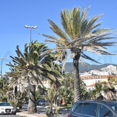 Venti di burrasca sulla Liguria: raffiche fino a 103 km/h nel savonese, mare agitato e attenuazione da stasera