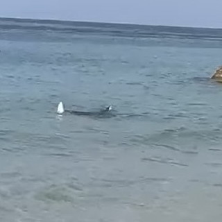 Sanremo: una Manta vicino alla riva dei Tre Ponti, segnale positivo per la biodiversità del nostro mare (Foto) Sanremo: una Manta vicino alla riva dei Tre Ponti, segnale positivo per la biodiversità del nostro mare (Foto)