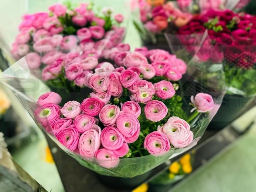 Giovani e terreni in disuso: 'Ricoltiviamo' rilancia la floricoltura imperiese, idea dei tre Rotary della nostra provincia Giovani e terreni in disuso: 'Ricoltiviamo' rilancia la floricoltura imperiese, idea dei tre Rotary della nostra provincia