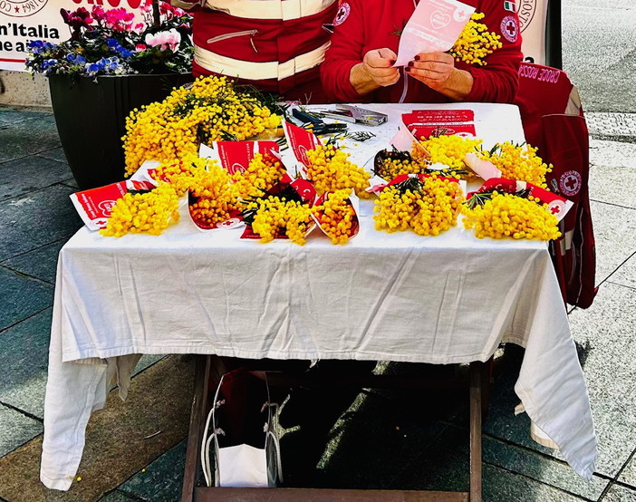 Sanremo: domani la Croce Rossa della città dei fiori distribuirà la mimosa simbolo delle donne Sanremo: domani la Croce Rossa della città dei fiori distribuirà la mimosa simbolo delle donne