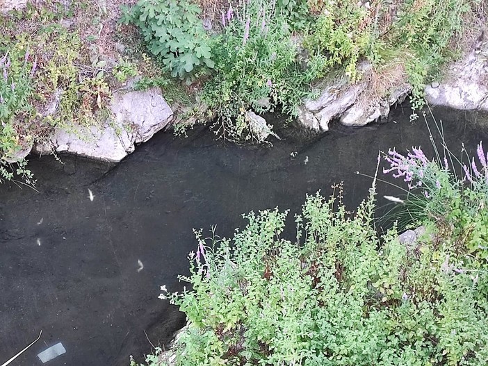 Soldano, moria improvvisa di pesci nel torrente. Cassini: "L'Asl ha prelevato un campione, ora attendiamo esito di analisi"