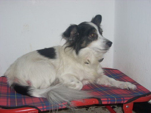 Carpasio: meticcio tipo volpino smarrito questa mattina, l'appello della proprietaria