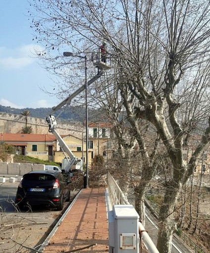 Ventimiglia: manutenzione e potatura delle piante nella città di confine, ripuliti già 167 esemplari (Foto)