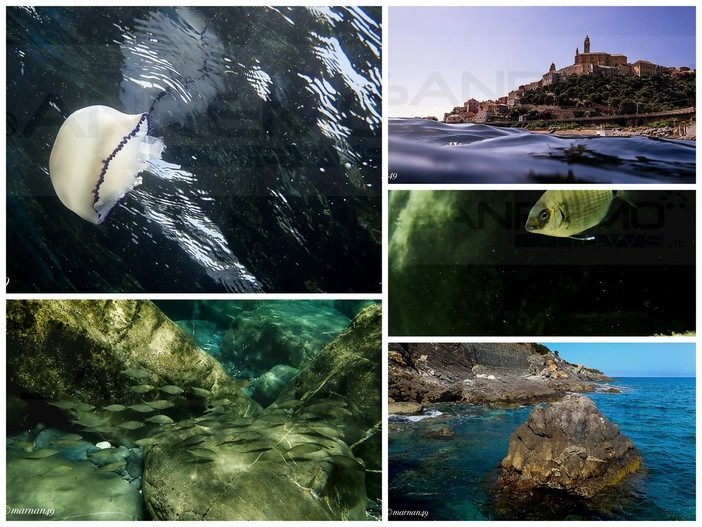 Cervo: il 'mondo sommerso' di fronte al borgo nelle foto e le immagini di Marcello Nan (Foto e Video) Cervo: il 'mondo sommerso' di fronte al borgo nelle foto e le immagini di Marcello Nan (Foto e Video)