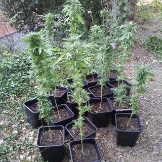 Imperia: la Finanza scopre coltivazione di marijuana, arrestata una donna, aveva messo in piedi sistema sofisticato