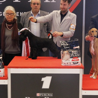 Schnauzer che vive a Pompeiana si aggiudica il primo premio come miglio cucciolo a Genova