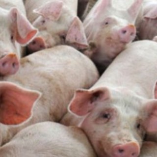 Ventimiglia: maiali ammassati in un Tir proveniente dalla Spagna, intervento della Polizia Stradale