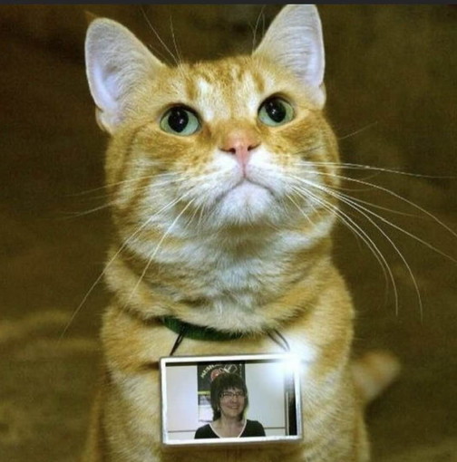 Sanremo: è morta questa notte Mary Rodenghi, una vita dedicata agli animali randagi