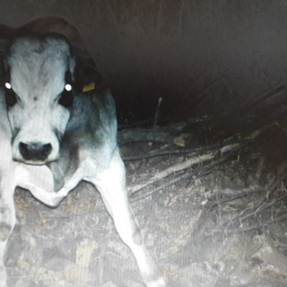Diano Arentino: una mandria di bovini ha invaso località Evigno devastando orti e vigneti. Abitanti disperati: "Temiamo per la nostra incolumità" (Foto)